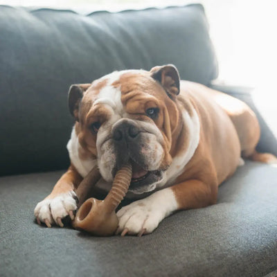 Benebone Bacon Ring Dog Chew – Real Bacon Flavour Benebone