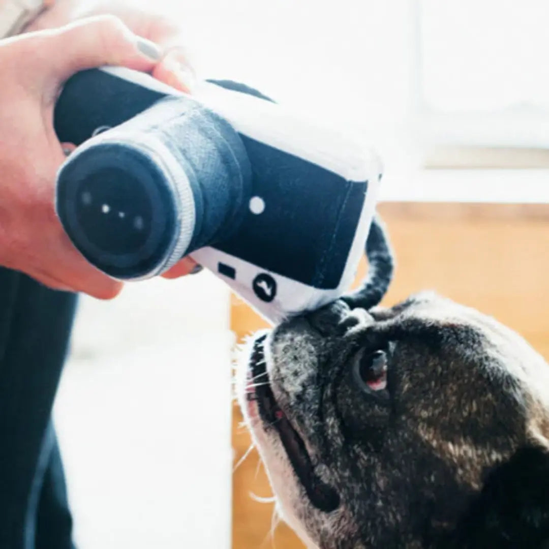 P.L.A.Y. Globetrotter – Camera Dog Toy P.L.A.Y