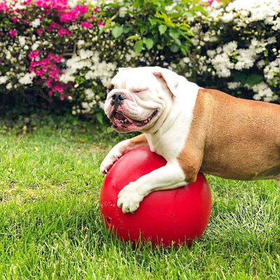 Jolly Pets Push-N-Play — Big, Durable Chase & Water Toy for Dogs Jolly Pets