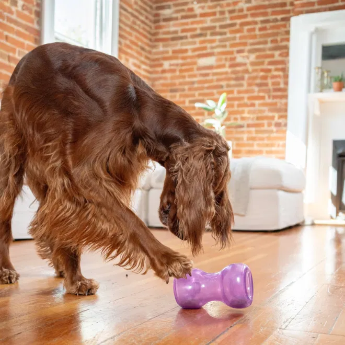 Outward Hound Double Snoop
