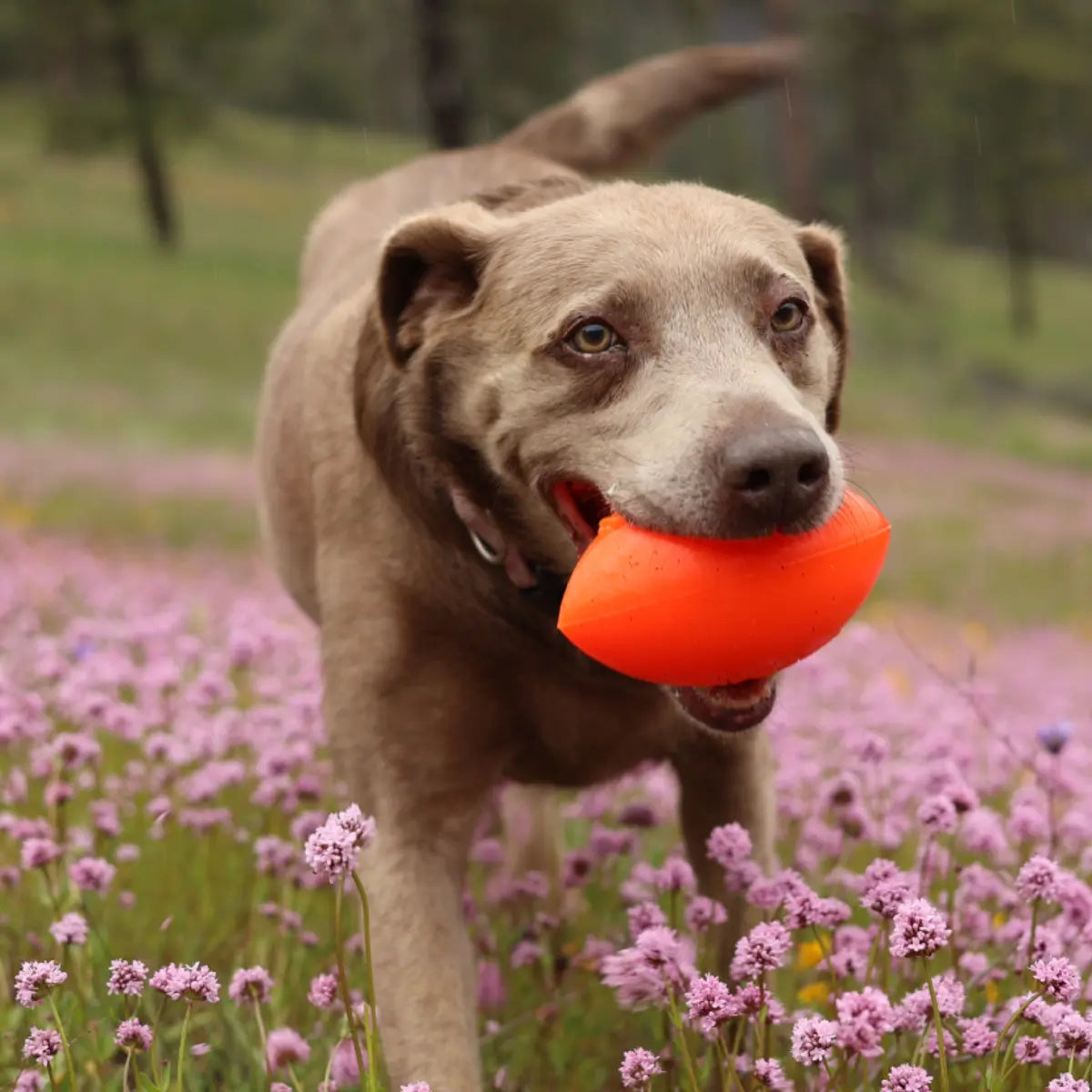 RuffDawg Football Dog Toy – Tough Floating Rubber Fetch Toy RuffDawg