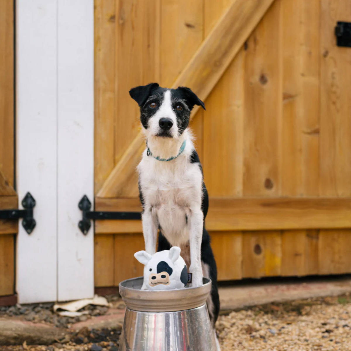 P.L.A.Y Barnyard Buddies - Cole the Cow