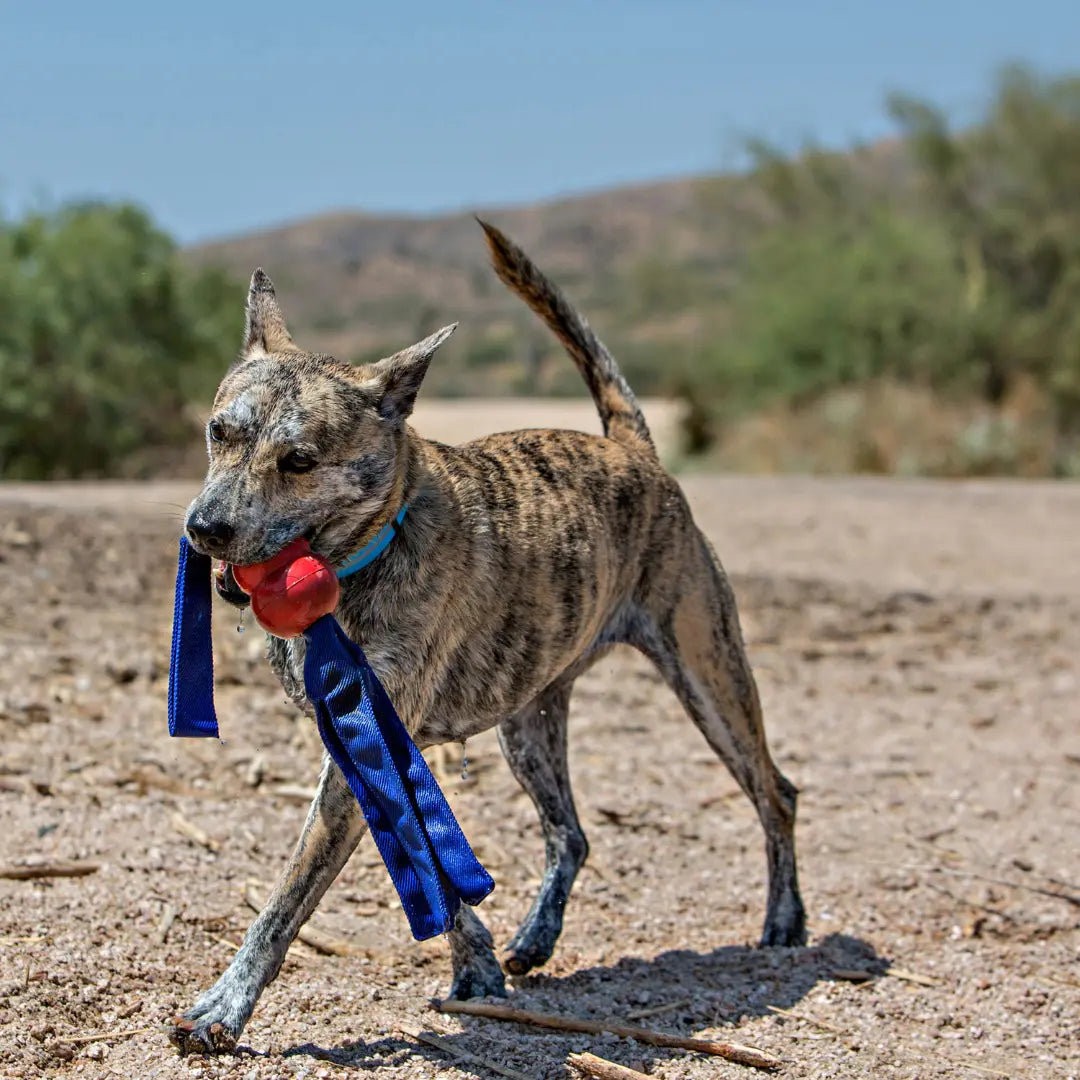 KONG Tails — Interactive Tug, Toss & Squeak Toy for Active Dogs Kong