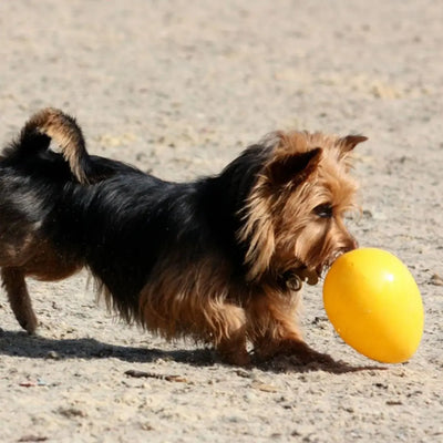 Jolly Pets Jolly Egg — Bounce, Float & Fetch Fun for Dogs Jolly Pets
