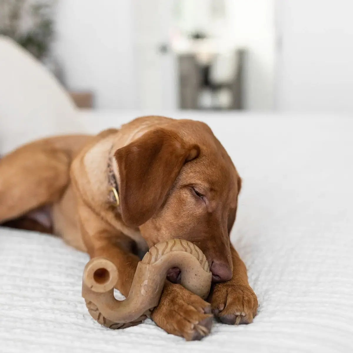 Benebone Tripe Bone Dog Chew Toy – Real Beef Tripe Flavour Benebone