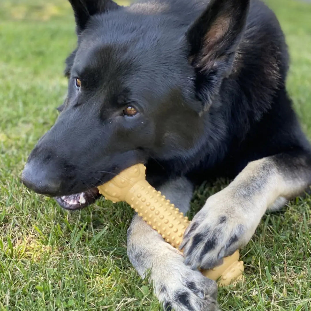 Nylabone Dura Chew Barbell – Durable Chew Toy for Power Chewers Nylabone