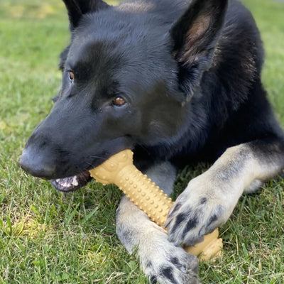 Nylabone Dura Chew Barbell – Durable Chew Toy for Power Chewers Nylabone