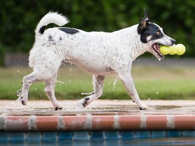 West Paw Rumpus Dog Toy – Tough Chew & Fetch Toy for Strong Dogs