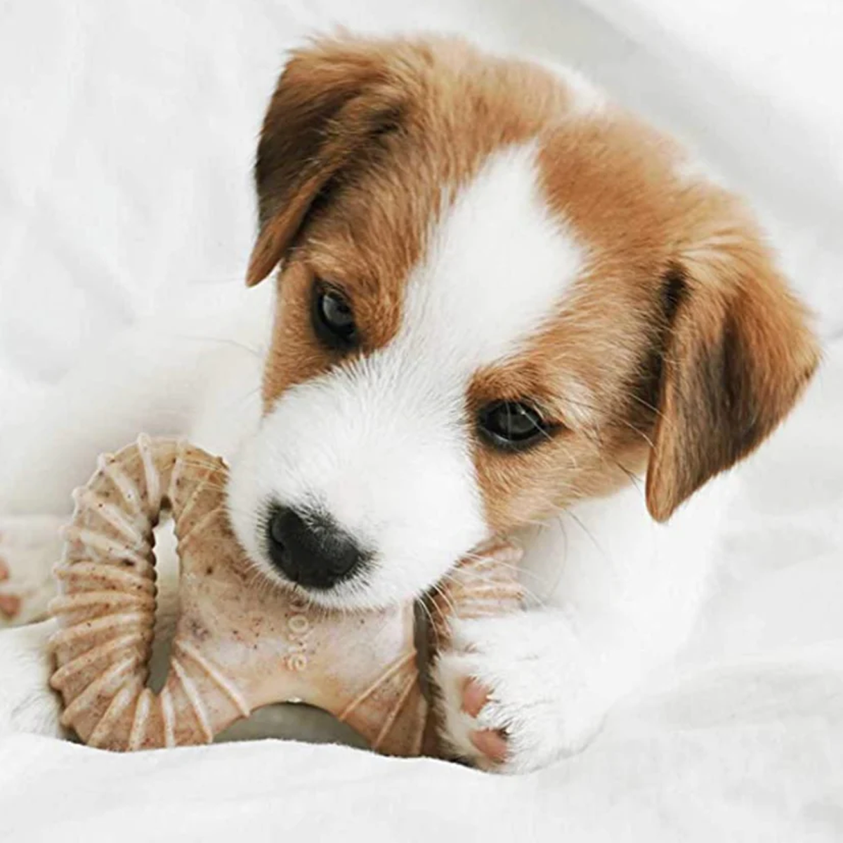 Benebone Puppy Bacon Chews