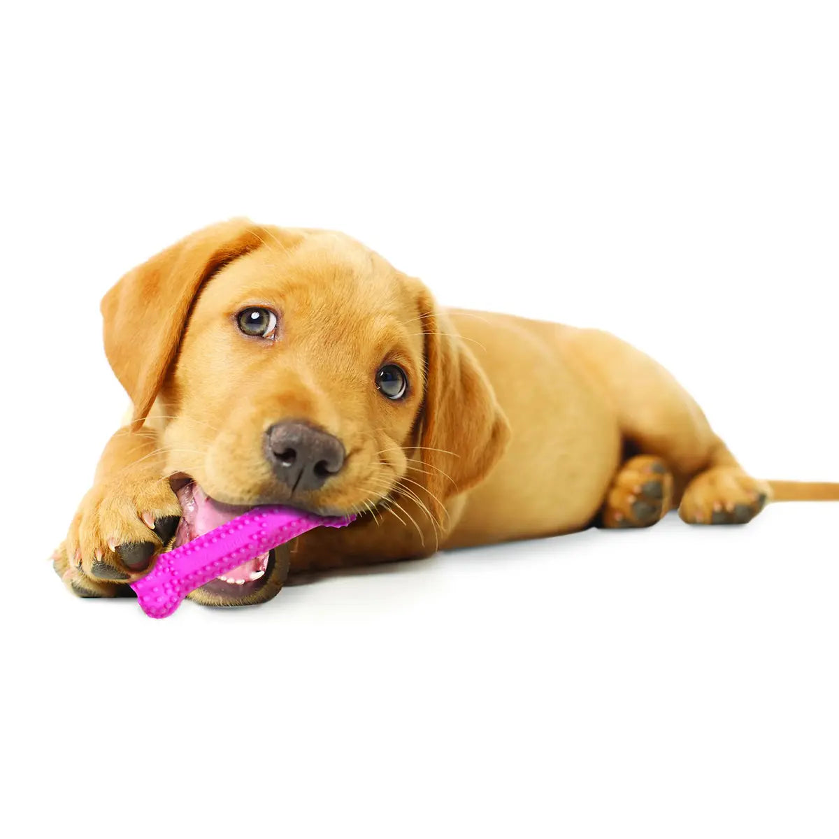 Nylabone Puppy Dental Chew Toy – Gentle Chicken Flavour Teething Toy Nylabone