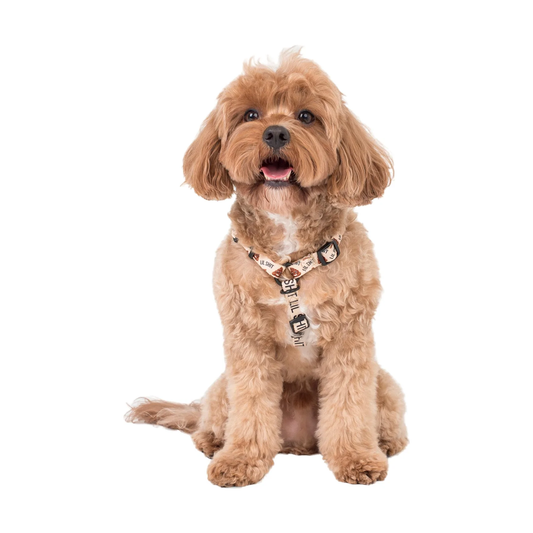 Pablo & Co Strap Harness Lil Shit 2.0