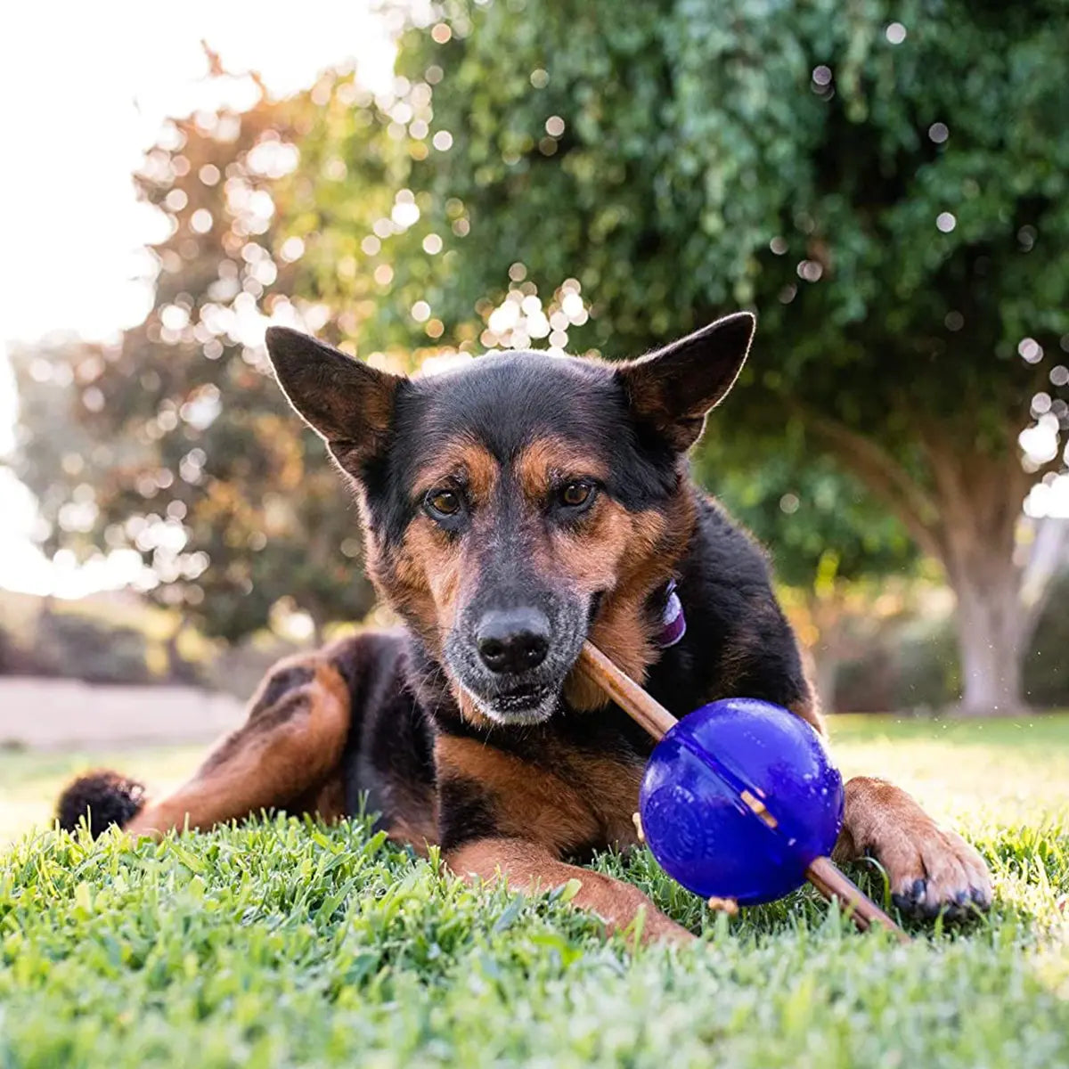 Planet Dog Guru Puzzle Ball — Interactive Treat & Play Toy for Dogs Planet Dog