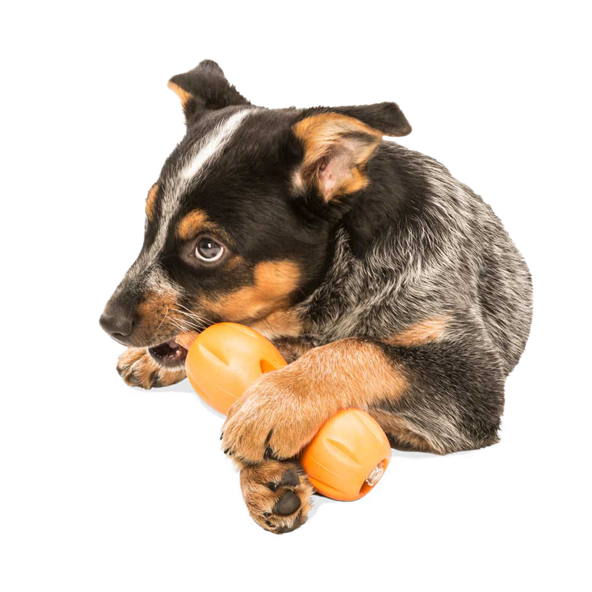 West Paw Qwizl Puzzle & Chew Toy