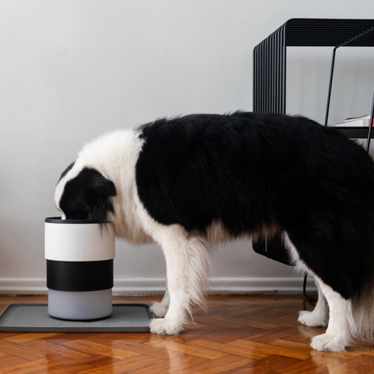 Zee.Bowl Adjustable Height Slow-Feeder Dog Bowl