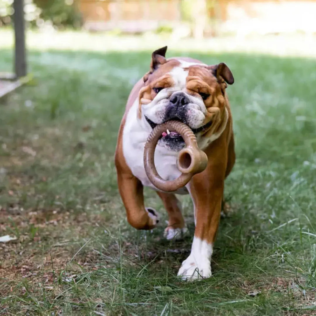 How to Choose the Best Chew Toys for Your Dog (NZ Edition) Thorncombe Pet Supplies