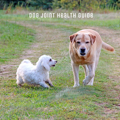 How to Support Mobility, Comfort & Longevity – Naturally