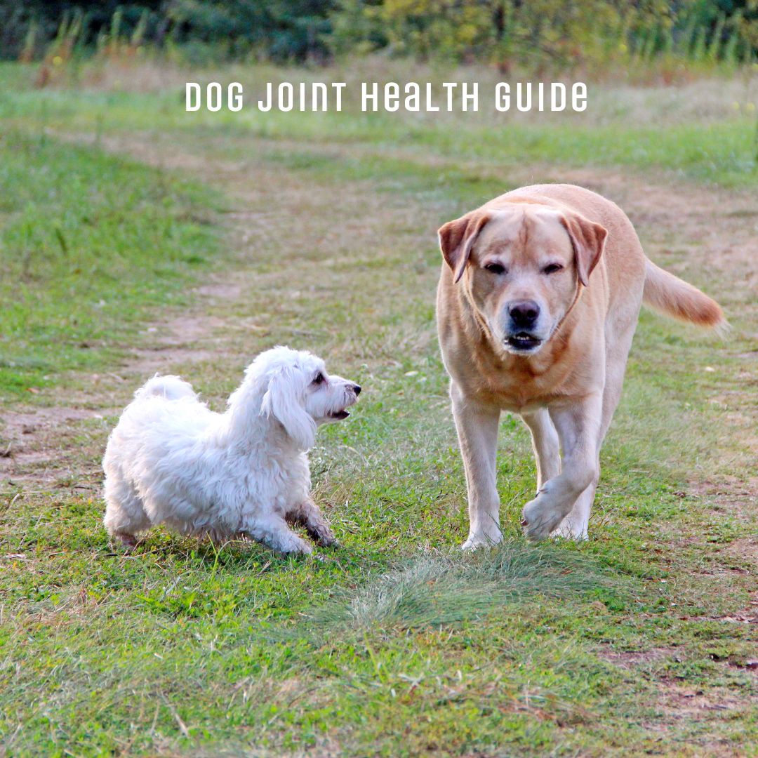 How to Support Mobility, Comfort & Longevity – Naturally