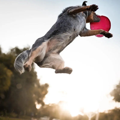 Dog play training with frisbee