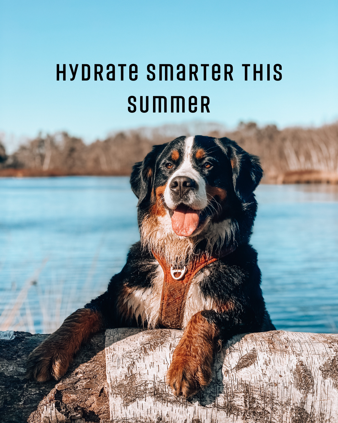 Why Hydration is the Missing Key to Dog Health