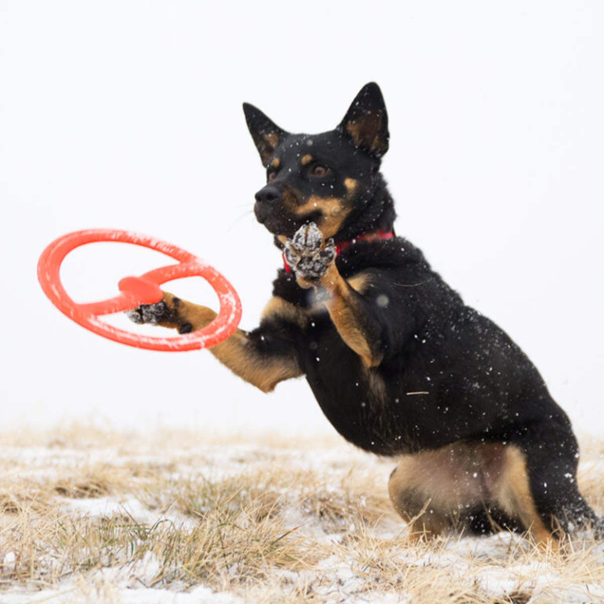 Bionic Toss-N-Tug