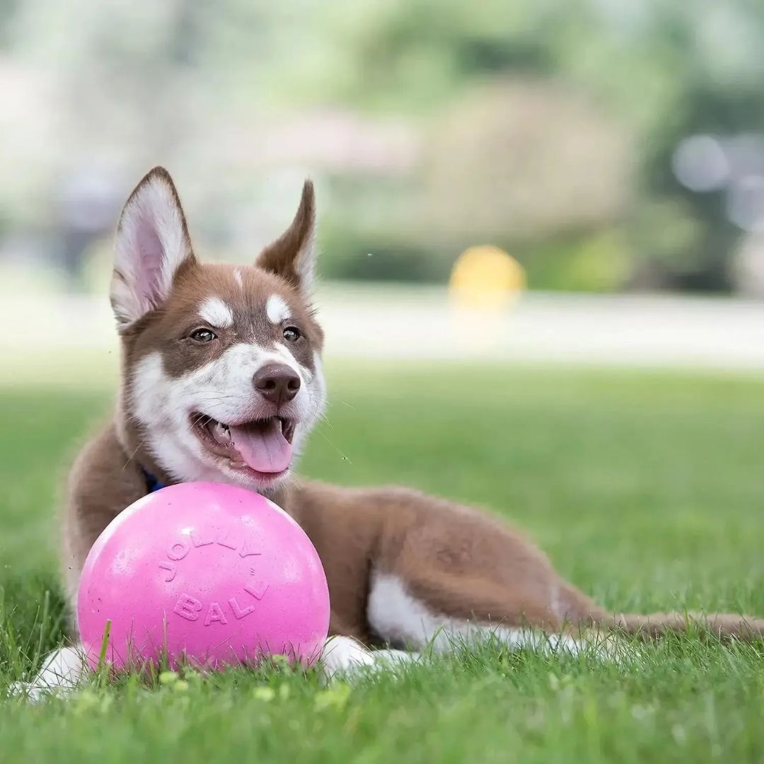 Jolly Pets Bounce-N-Play