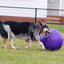 Jolly Pets Push-N-Play — Big, Durable Chase & Water Toy for Dogs Jolly Pets
