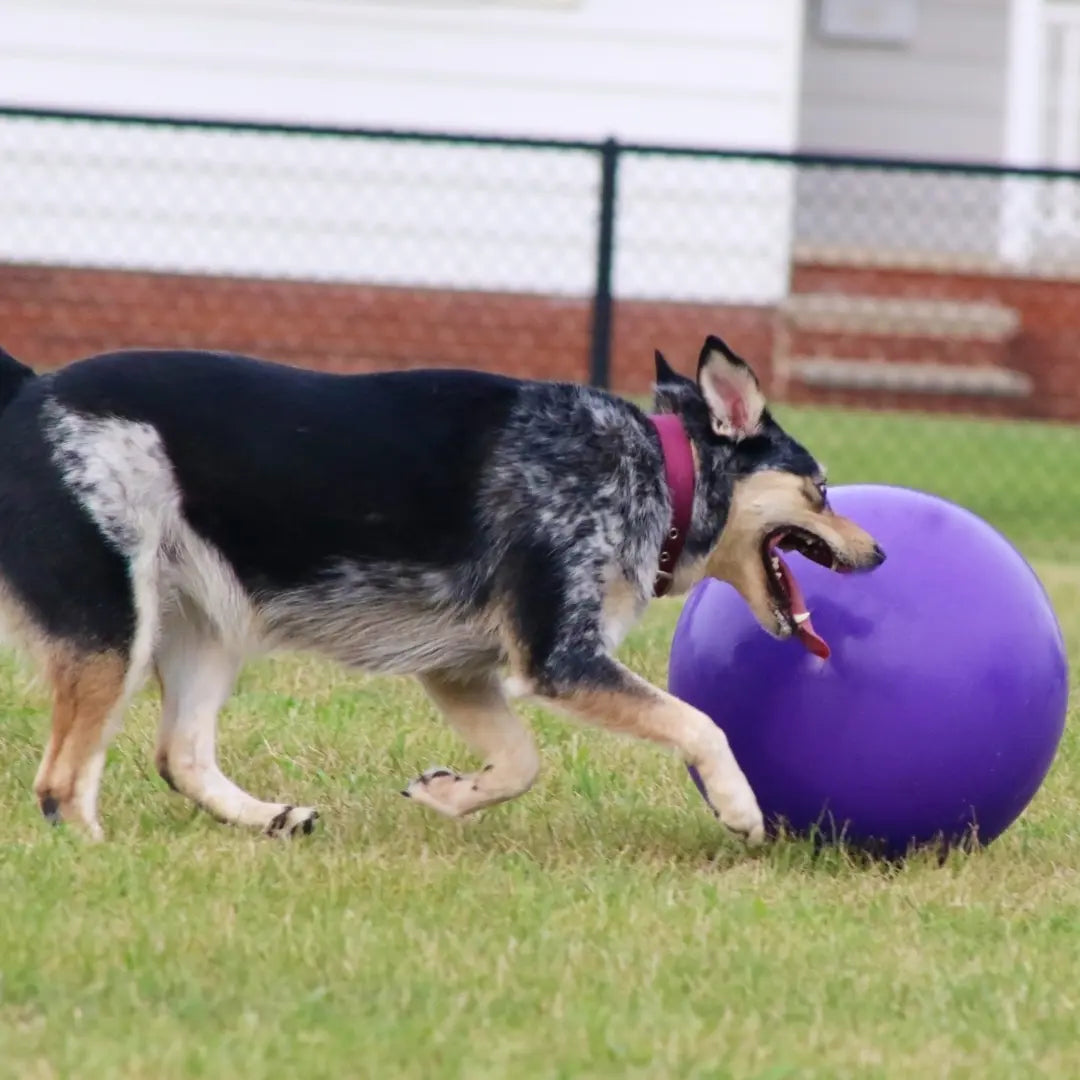 Jolly Pets Push-N-Play — Big, Durable Chase & Water Toy for Dogs Jolly Pets