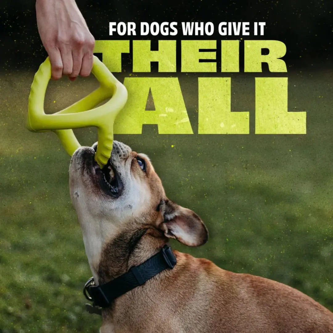 Benebone Bounce Tug – Natural Rubber Tug-of-War Dog Toy Benebone