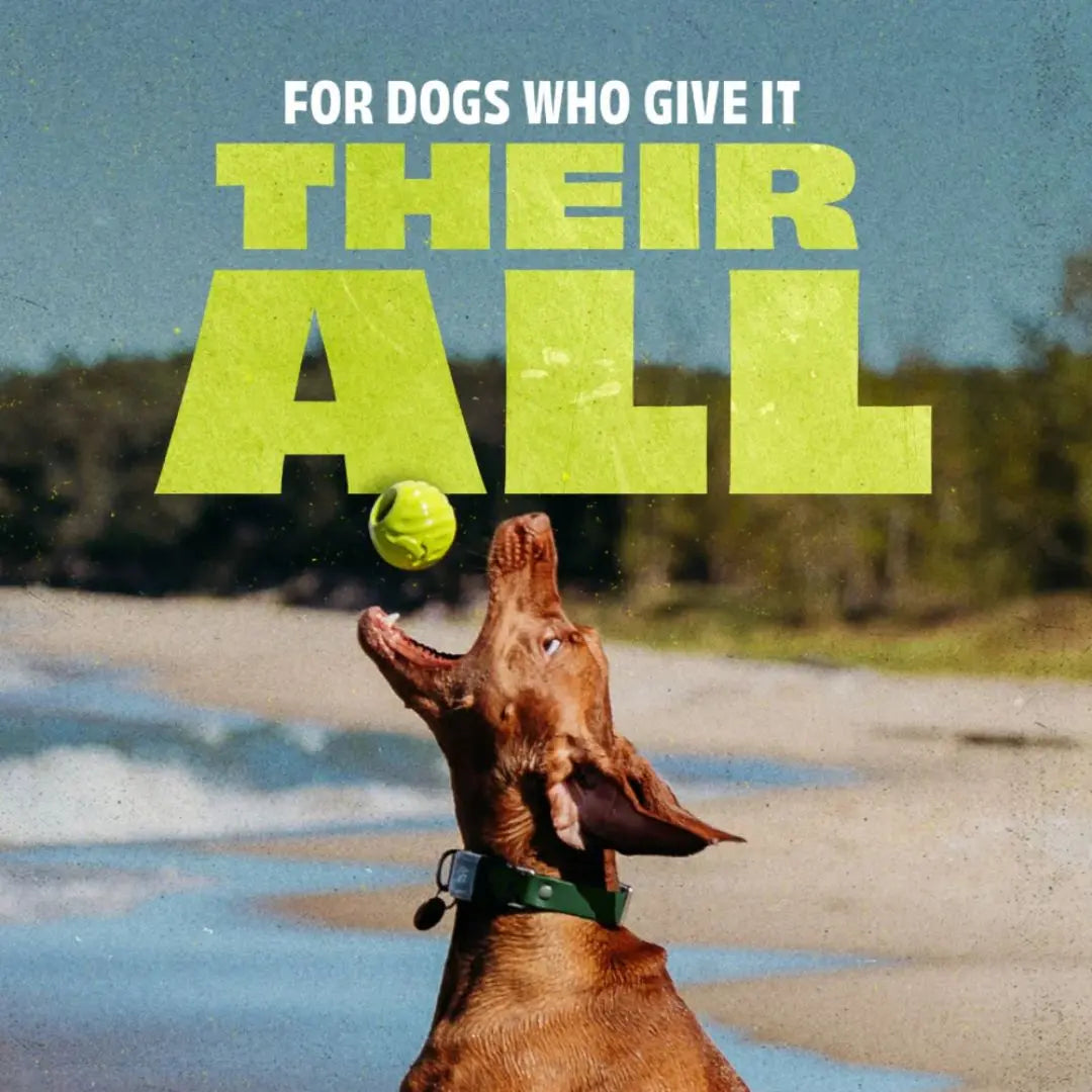Benebone Bounce Ball – Natural Rubber Fetch Ball for Dogs Benebone