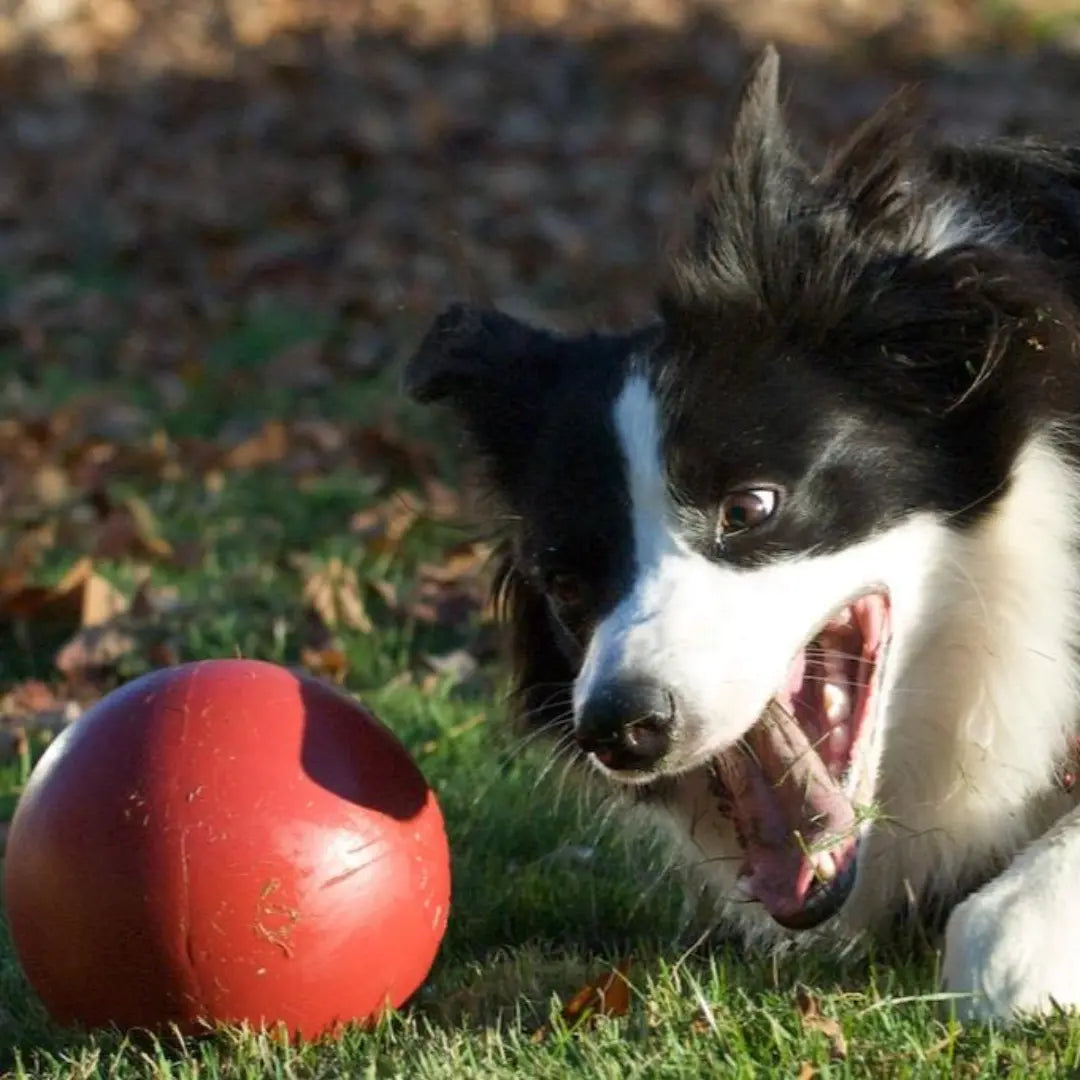 Jolly Pets Push-N-Play — Big, Durable Chase & Water Toy for Dogs Jolly Pets