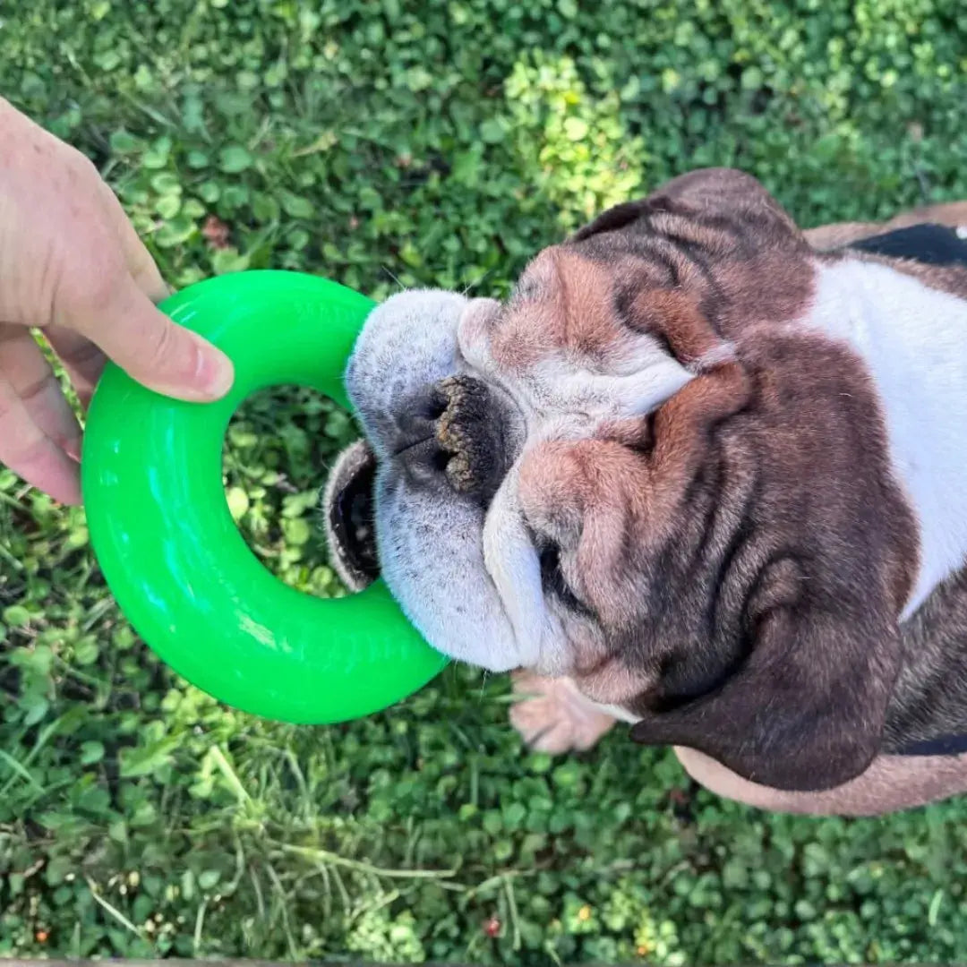 RuffDawg Dawg-Ring – Floating Rubber Fetch & Tug Ring (Regular & XL)