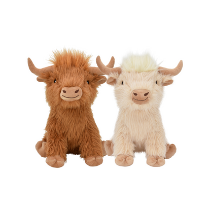 Shaggy Highland Cow