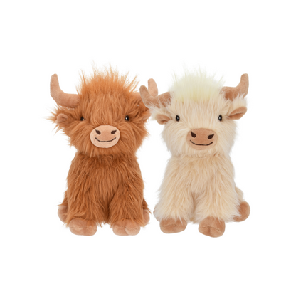Shaggy Highland Cow