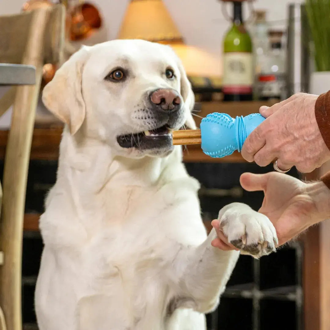 West Paw Flossr™ Dental Chew Toy & Treat Holder