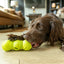West Paw Flossr™ Dental Chew Toy & Treat Holder