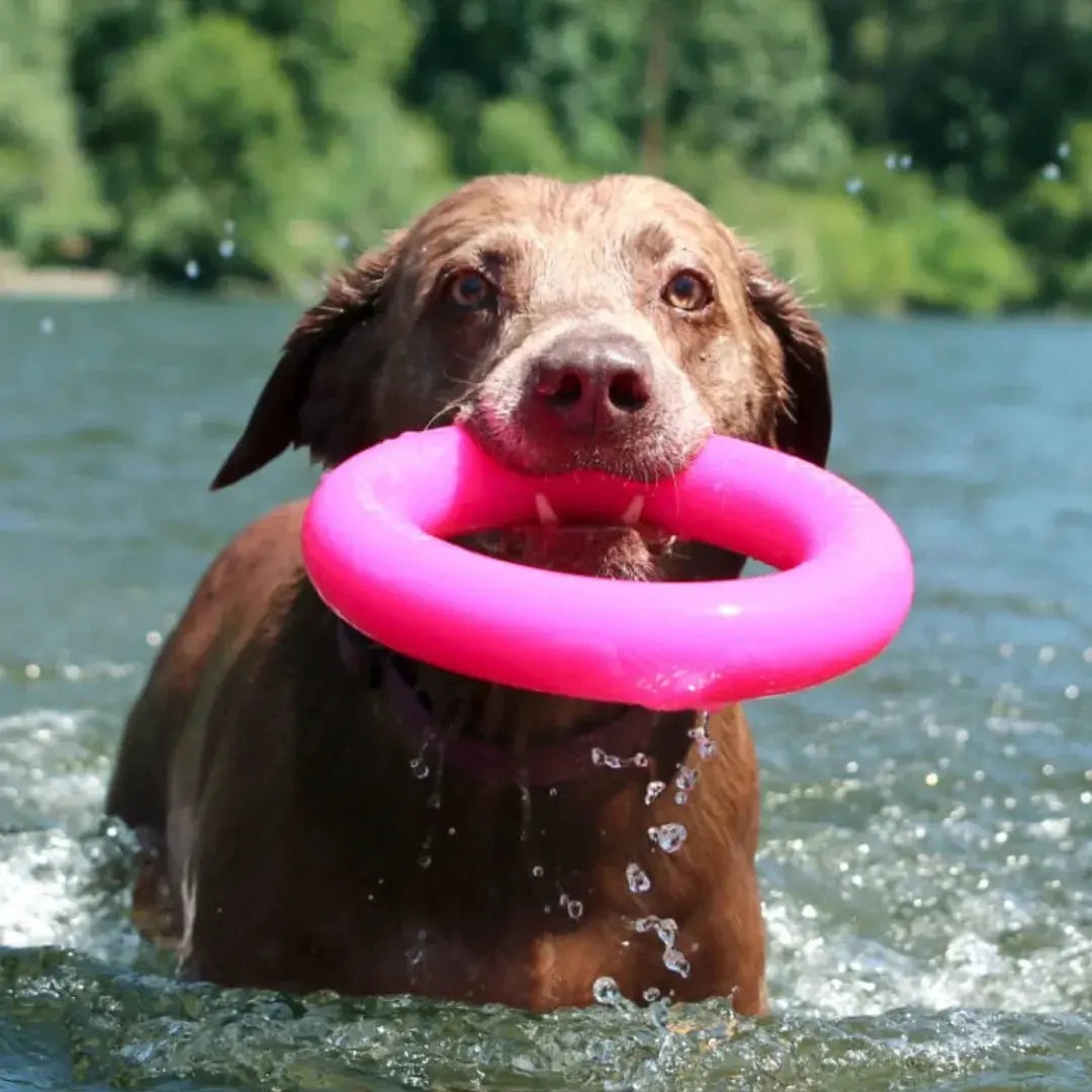 RuffDawg Dawg-Ring – Floating Rubber Fetch & Tug Ring (Regular & XL)