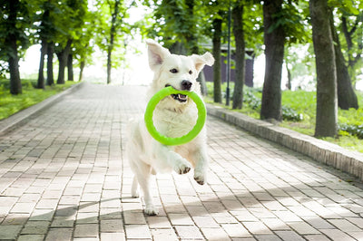 PitchDog Fetch Ring