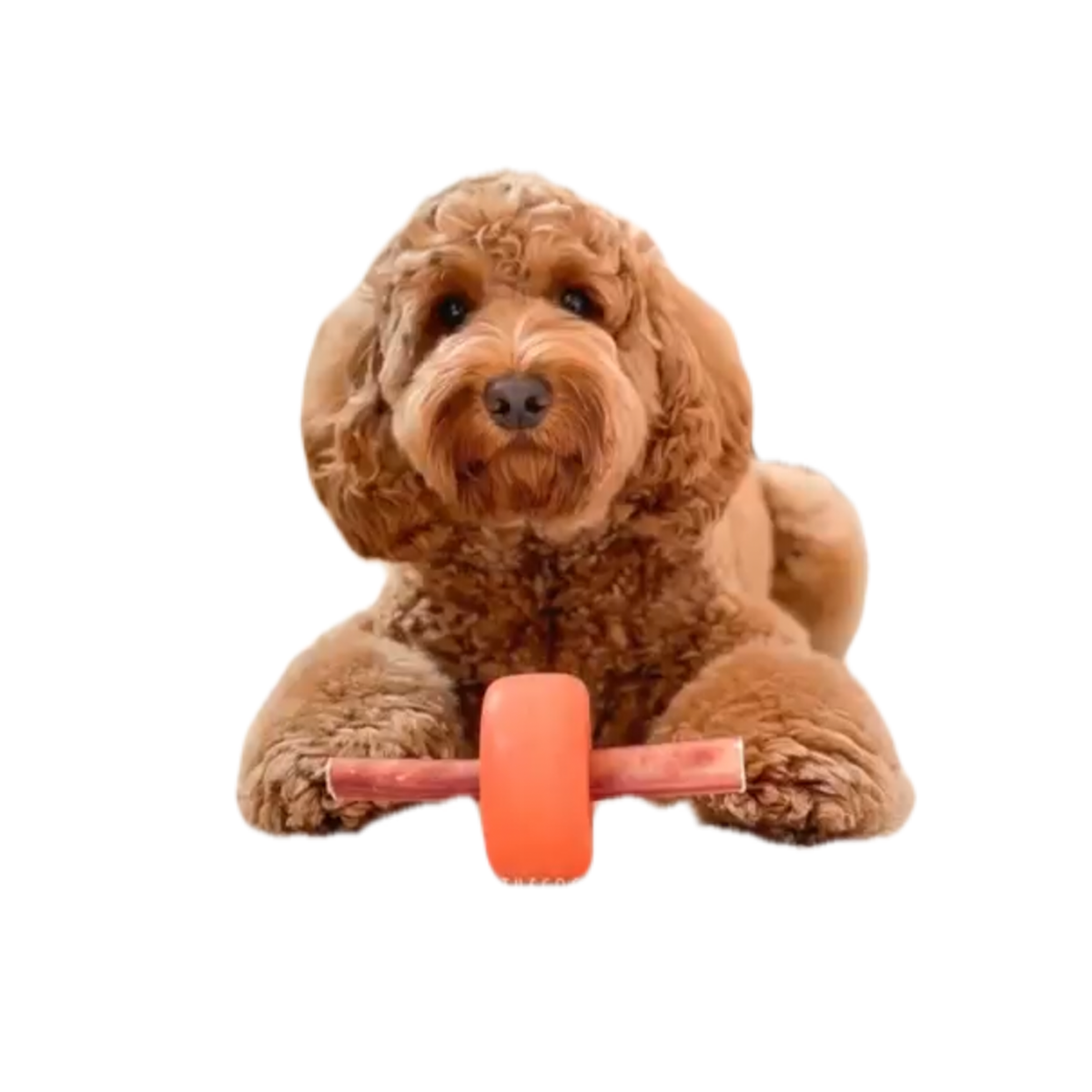 https://thorncombepetsupplies.co.nz/cdn/shop/products/Bully_Grip_medium_with_Dog.png?v=1673987321&width=1445