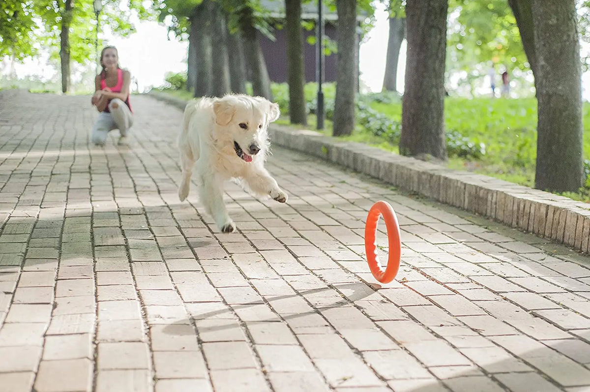 Fetch Ring PitchDog Fetch Ring NZ | Floating Fetch & Tug Dog Toy – Thorncombe Pet ...