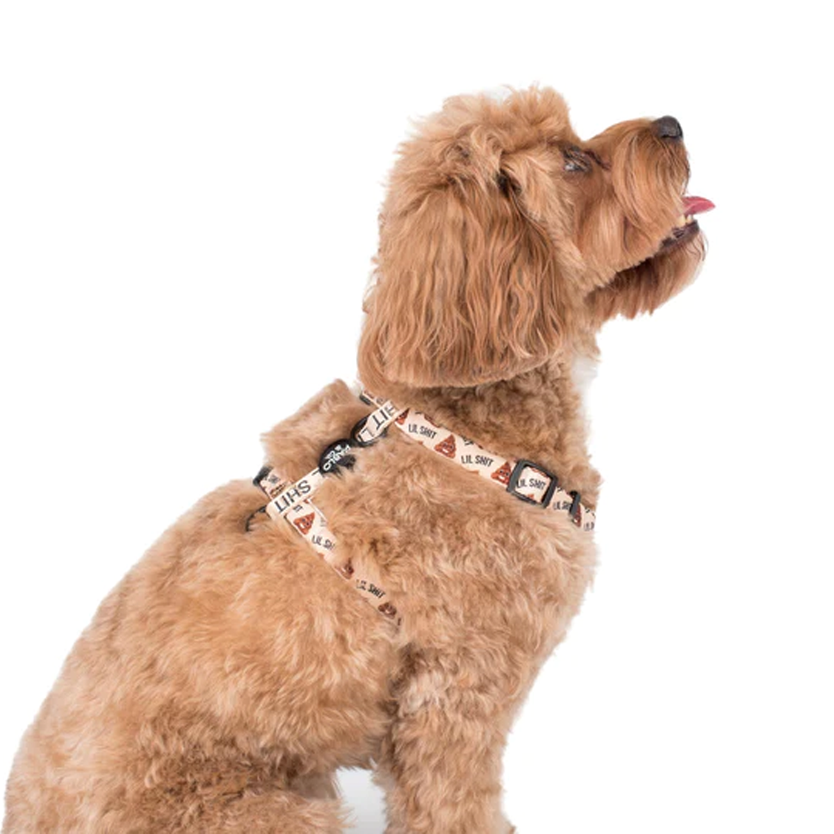Pablo and co sales harness