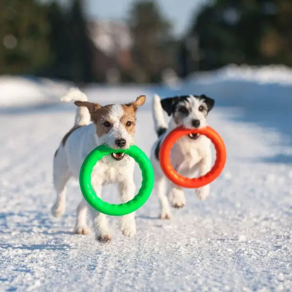 Fetch Ring PitchDog Fetch Ring NZ | Floating Fetch & Tug Dog Toy – Thorncombe Pet ...