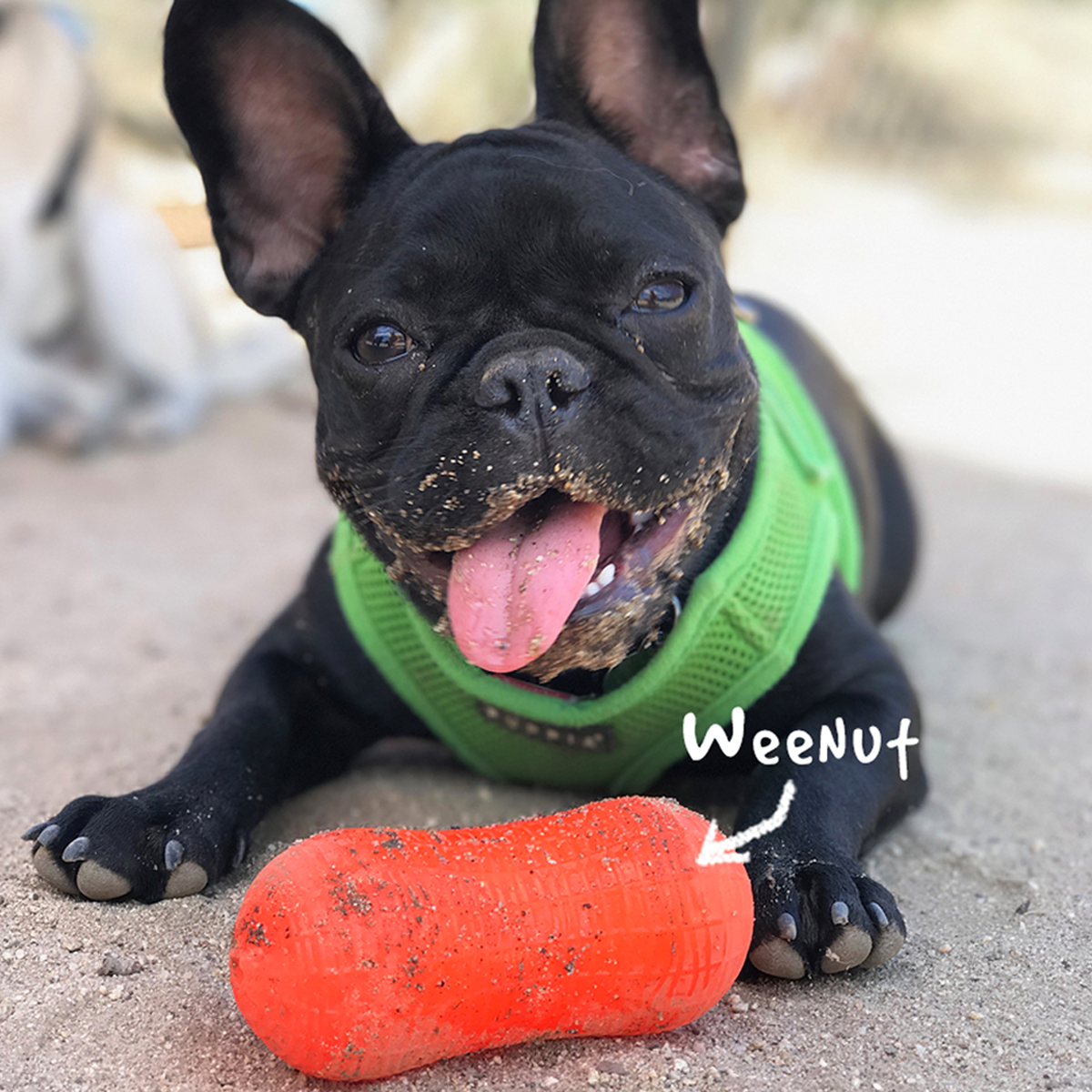 Ruff dawg deals peanut