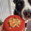 Sodapup Lifesaver Thorncombe Pet Supplies