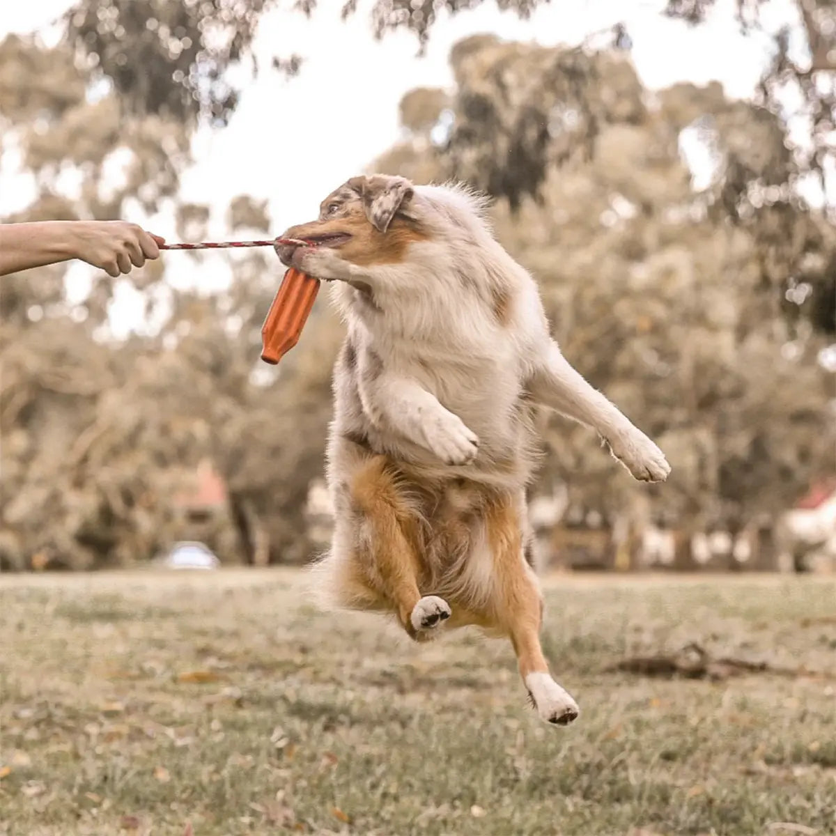 Sodapup Rocket Pop Dental Retrieving Toy Sodapup